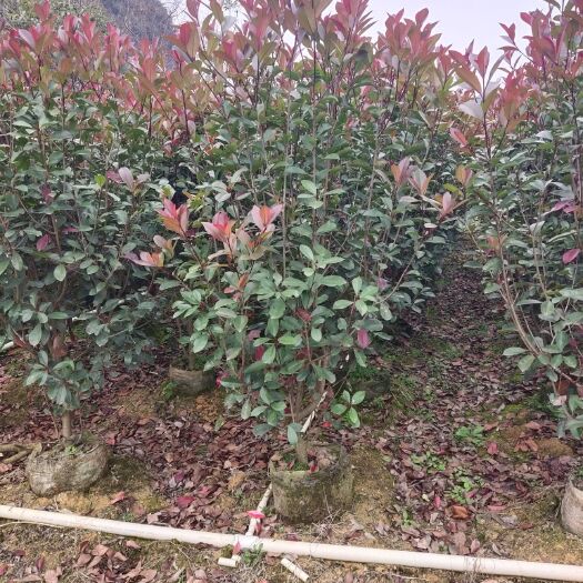 阳朔县高杆红叶石楠 红叶石楠球绿篱苗高1.5－1.7冠90－1米
