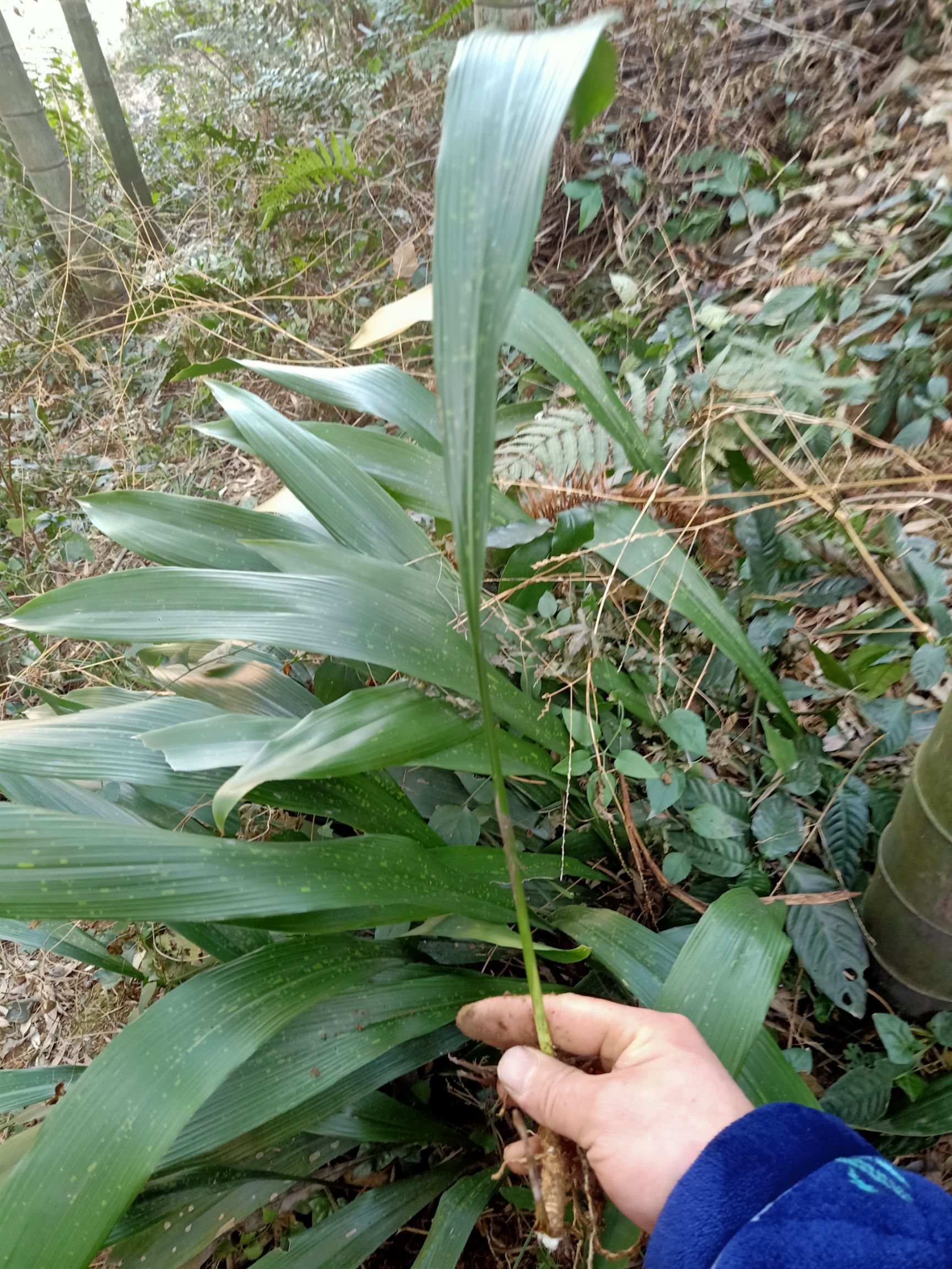 景观盆栽 一叶兰，盆景苗，绿化工程苗