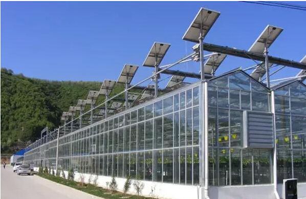 天津玻璃温室大棚  育苗大棚 阳光板温室大棚  尺寸均可定做