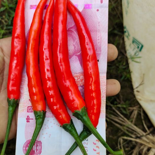 耿马县艳红辣椒 红色朝天椒