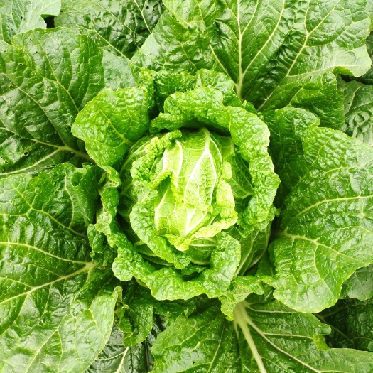 柳城县本地大白菜有2-4万斤