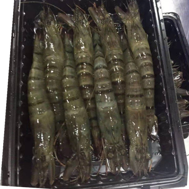 青虾  黑虎虾 活冻黑虎虾