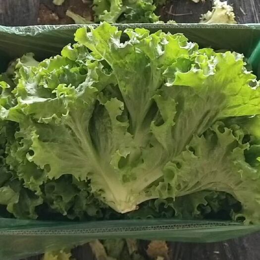  精品生菜，大量上市，货源充足