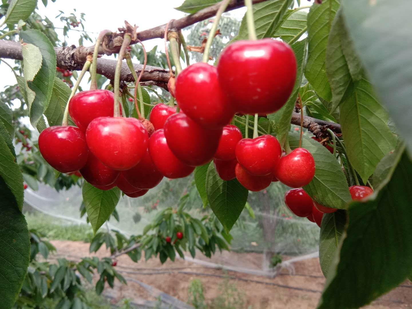 美早苗  吉塞拉矮化樱桃苗美早樱桃苗1-5公分美早树苗