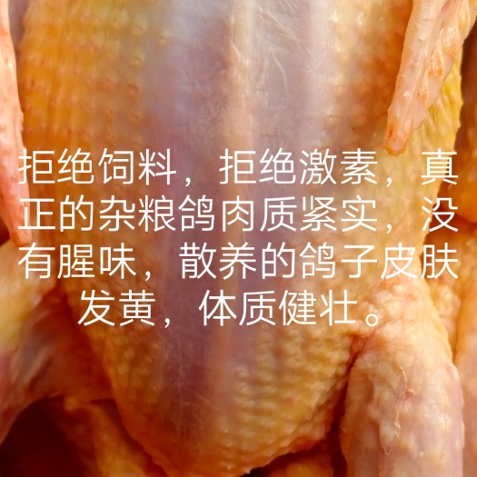 尉氏县白鸽   肉鸽 长期大量出售淘汰老鸽，乳鸽新鲜宰杀可自提，可物流
