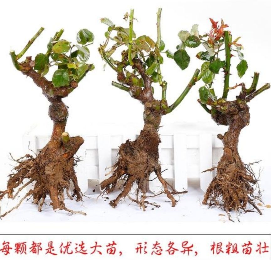 玫瑰花苗老桩四季开花绿化苗圃花卉盆栽月季蔷薇庭院大花 浓香