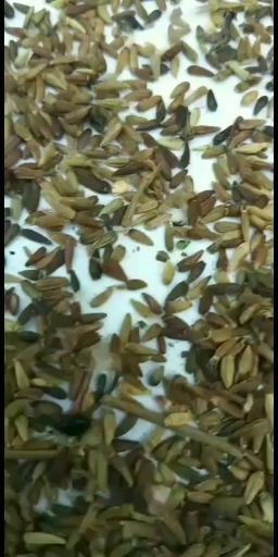 本溪县东风菜种子  大耳毛，（东风菜）种子无毛，颗粒饱满，杂质少，