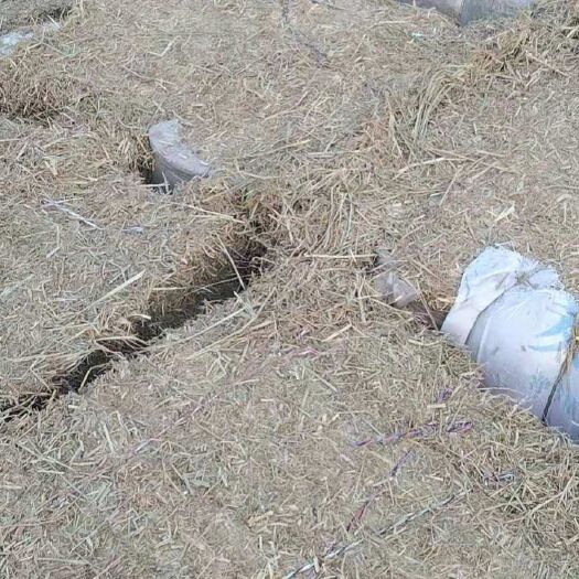 建湖县牛羊专用稻草