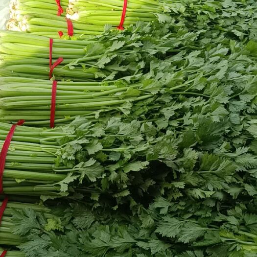 西华县西芹  文图拉芹菜大量出售