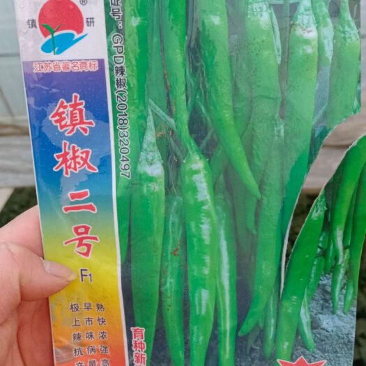高安市牛角椒苗  镇椒二号辣椒苗牛角椒_上市快产量高基地专用辣椒苗