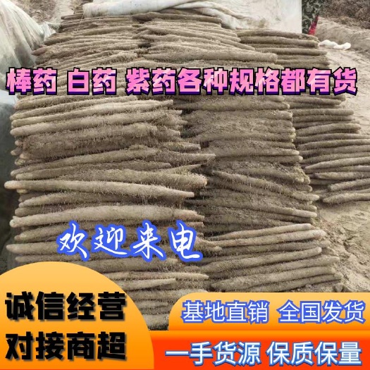 常年供应麻山药，面甜货，精品货，保证质量