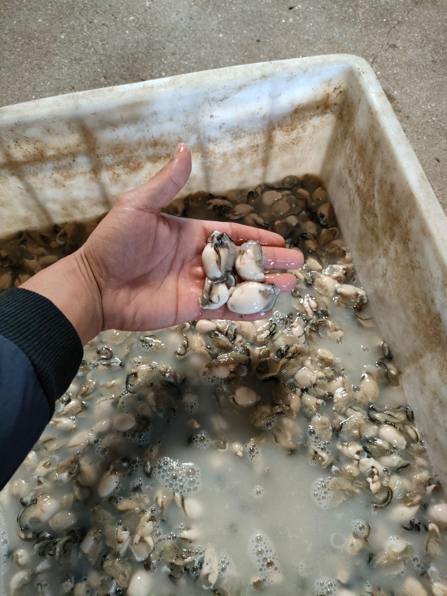 长牡蛎  现剥鲜活乳山生蚝肉牡蛎肉海蛎子肉火锅烧烤新鲜海鲜去壳纯生蚝肉