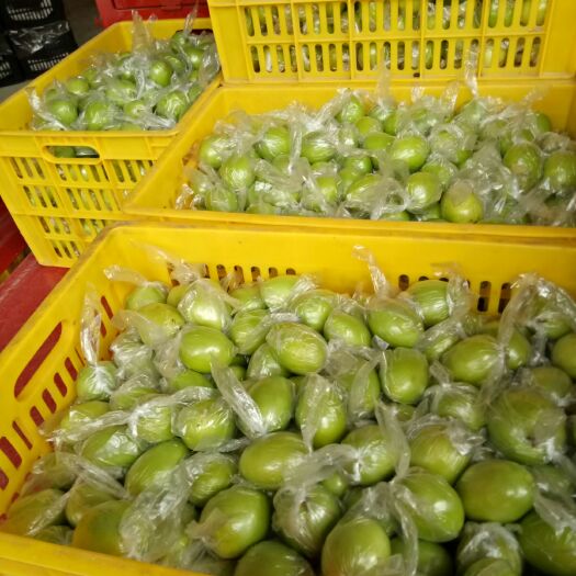 平南县广西平南大青枣蜜丝枣牛奶枣万亩基地