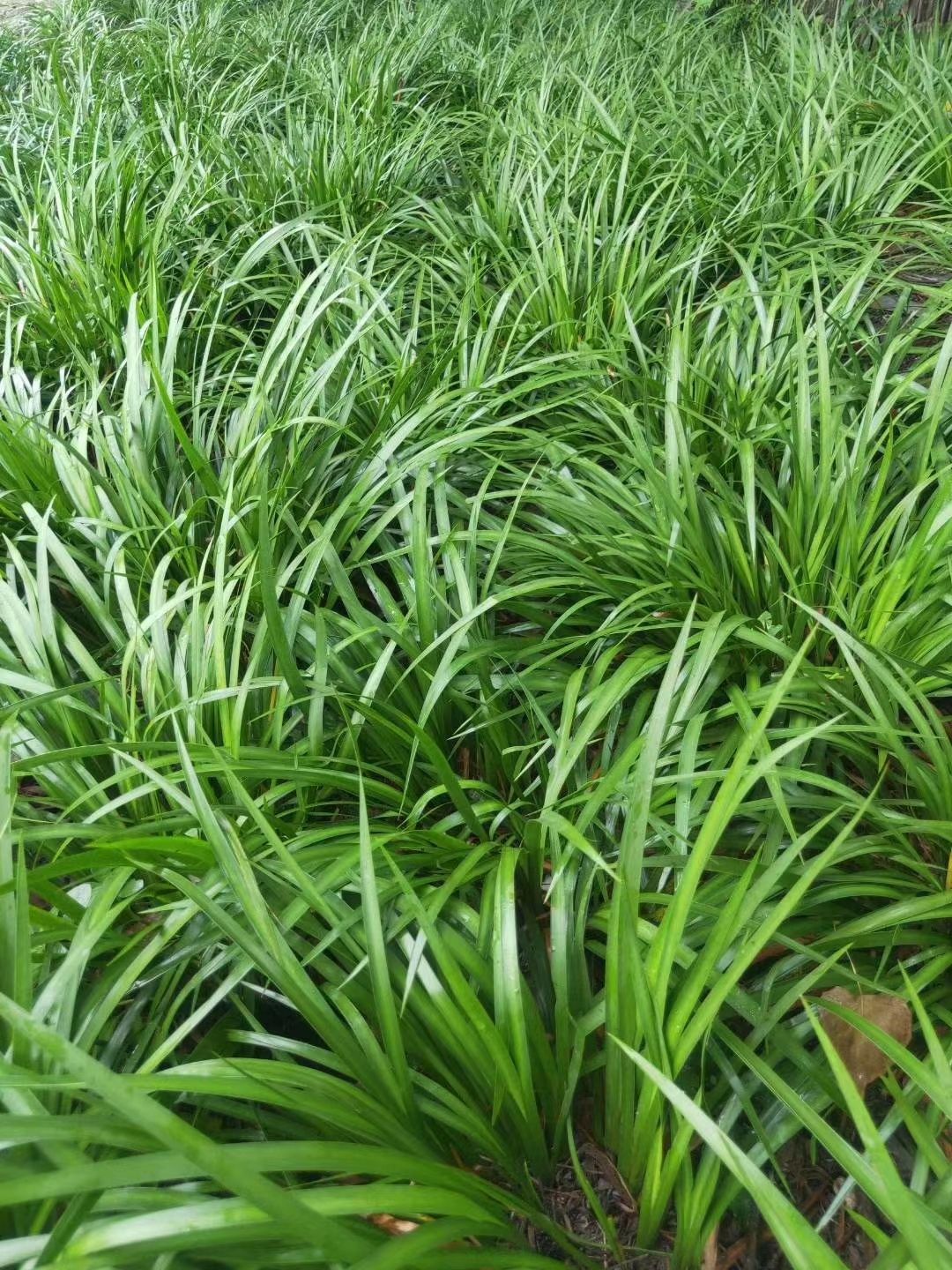 菖蒲 石菖蒲 石菖蒲苗