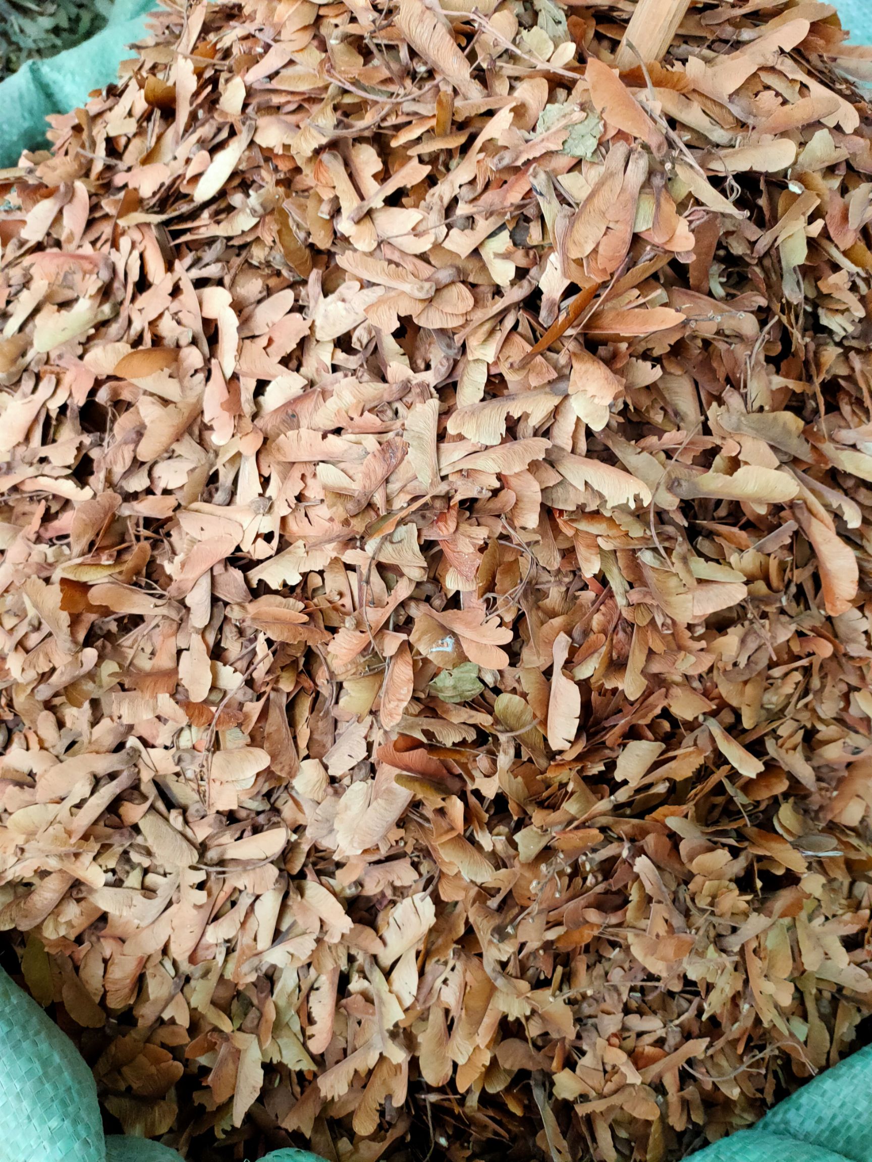  中草药原生~蝴蝶草，~肺形草，批发加零售