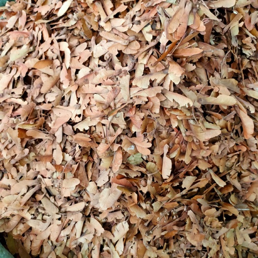 玉林 中草药原生~蝴蝶草，~肺形草，批发加零售