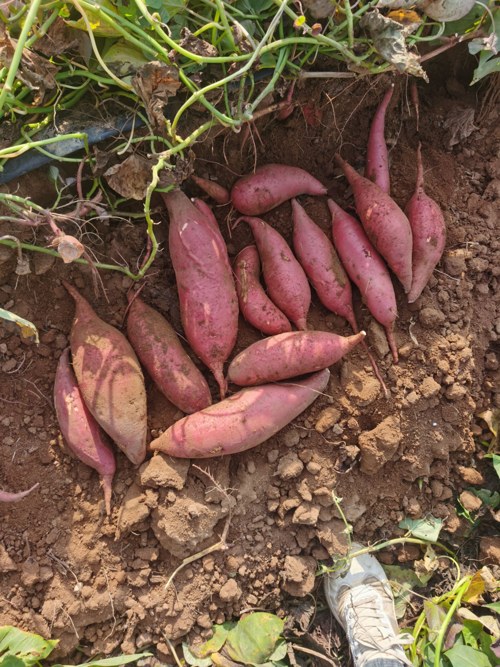  广东遂溪县现挖新鲜出土西瓜红