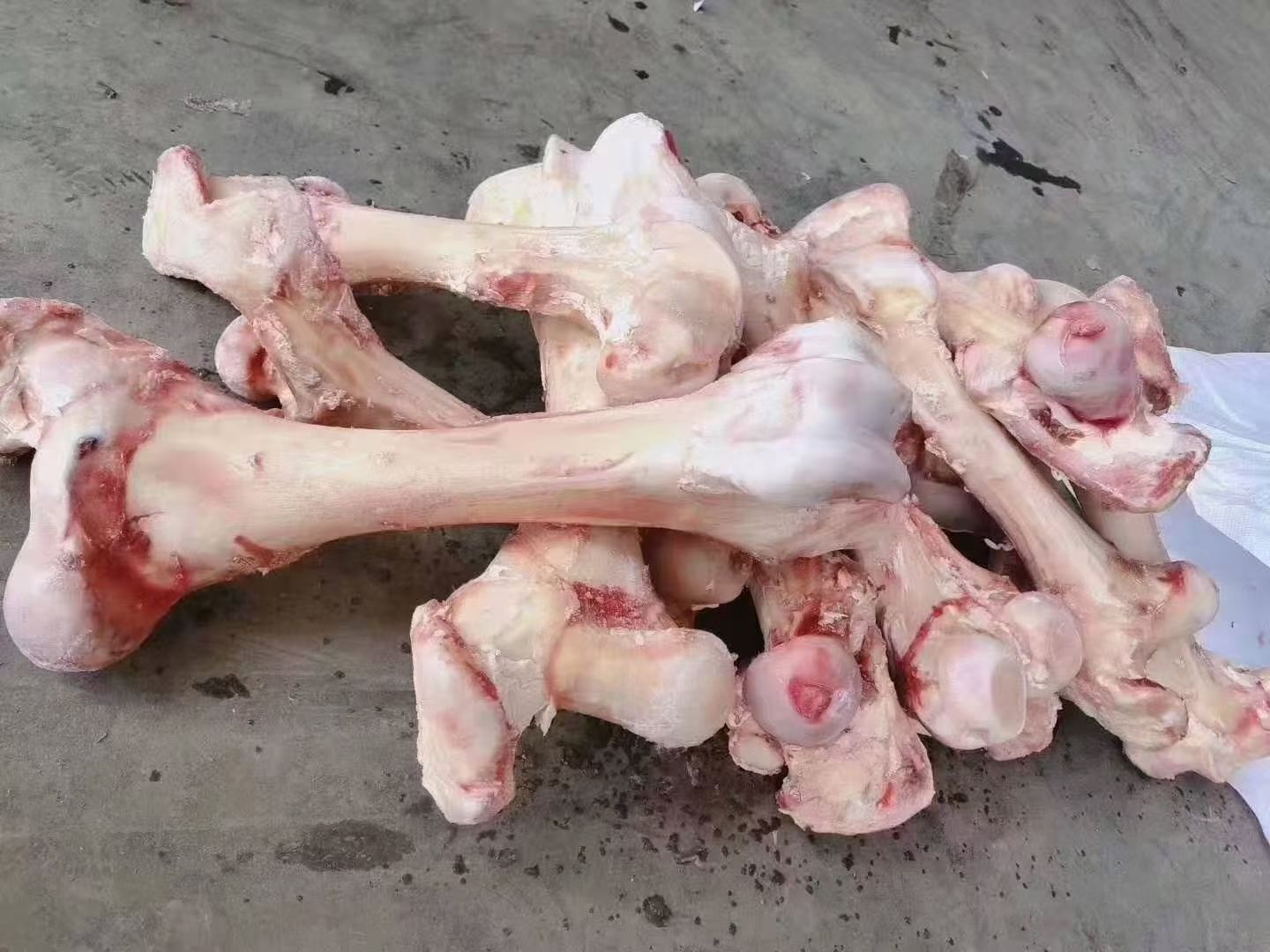 牛骨 牛棒骨便宜可以长年供货