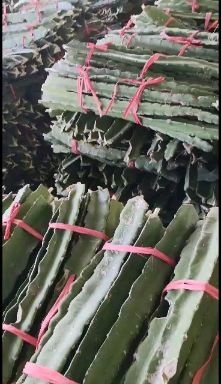 南宁红心火龙果苗