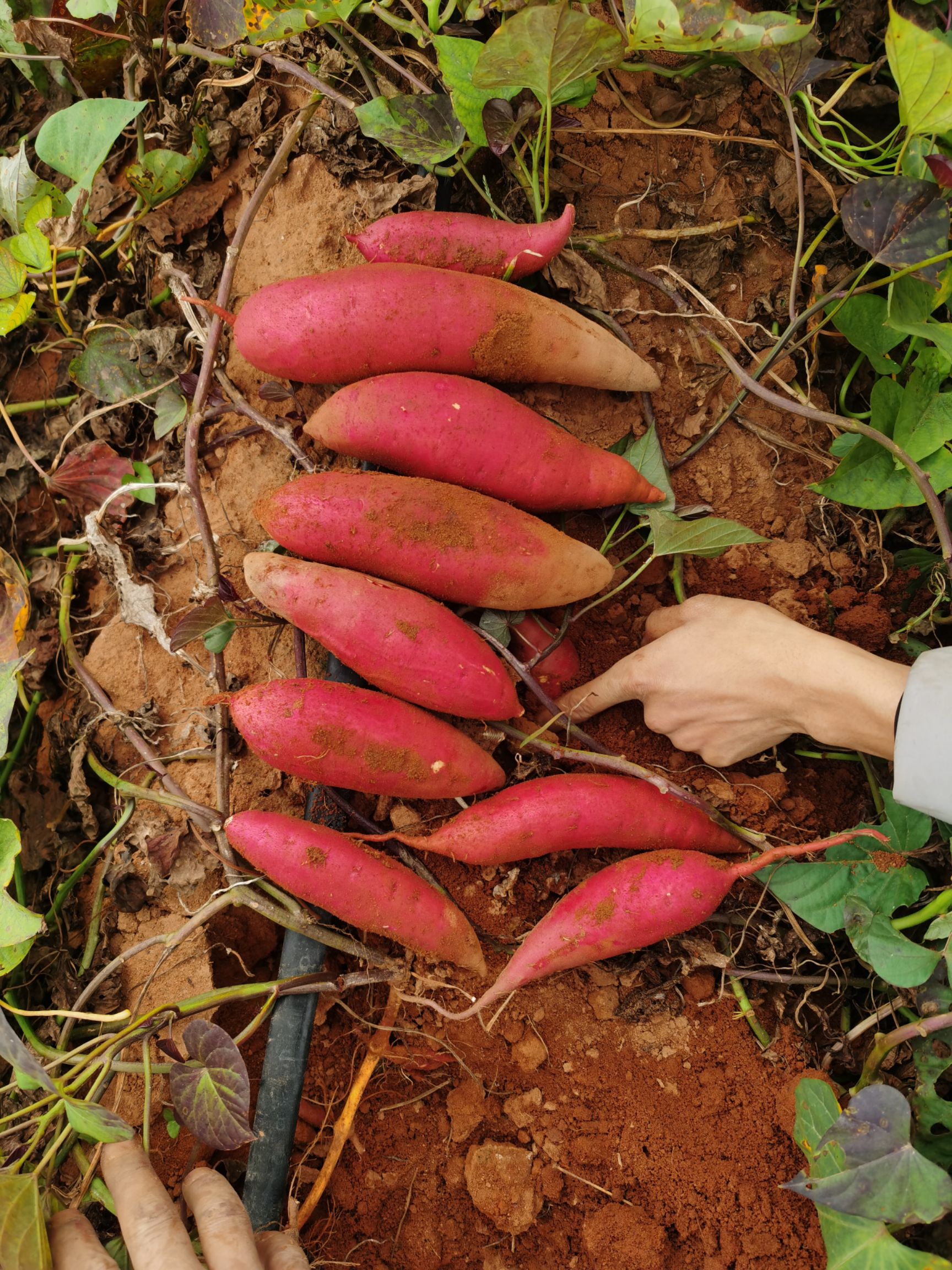  广东遂溪县现挖新鲜出土西瓜红