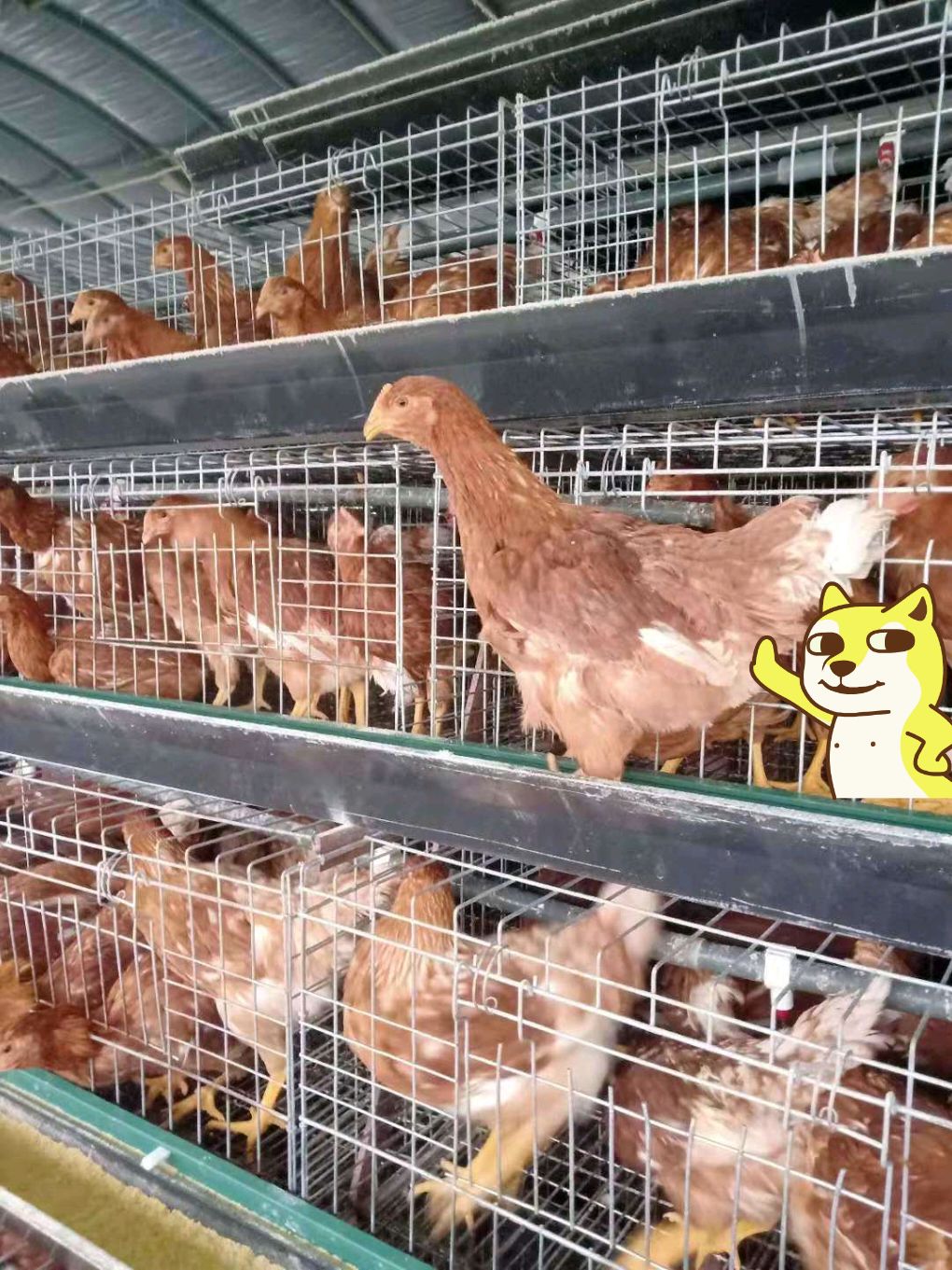 蛋鸡  青年鸡   青年鸡价格  青年批发