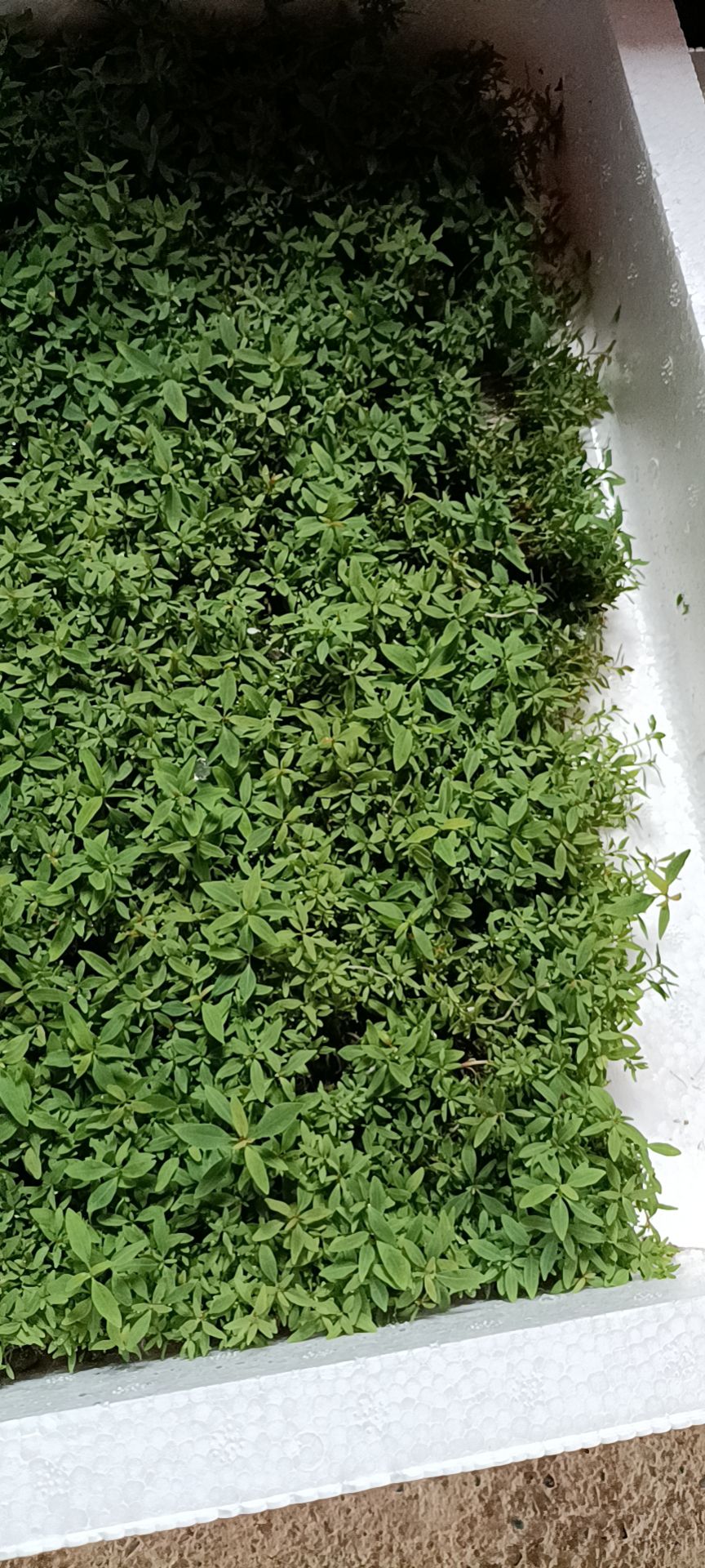 桉树苗@DH3229号速生桉树苗 快速林 带杯发货（包邮）