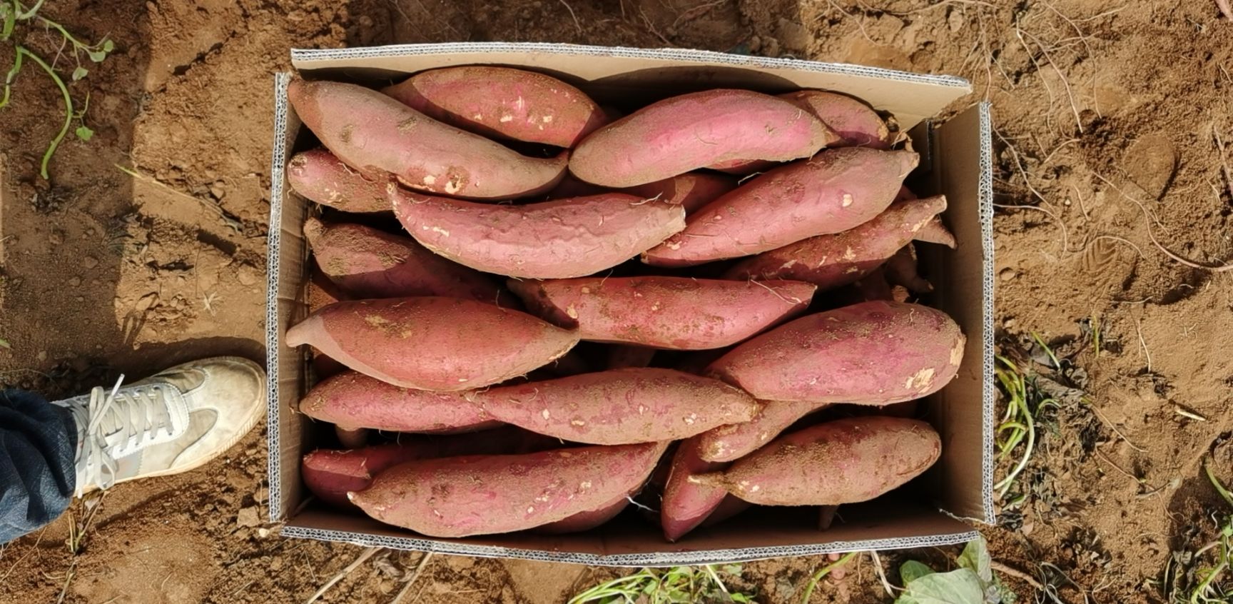  广东遂溪县现挖新鲜出土西瓜红