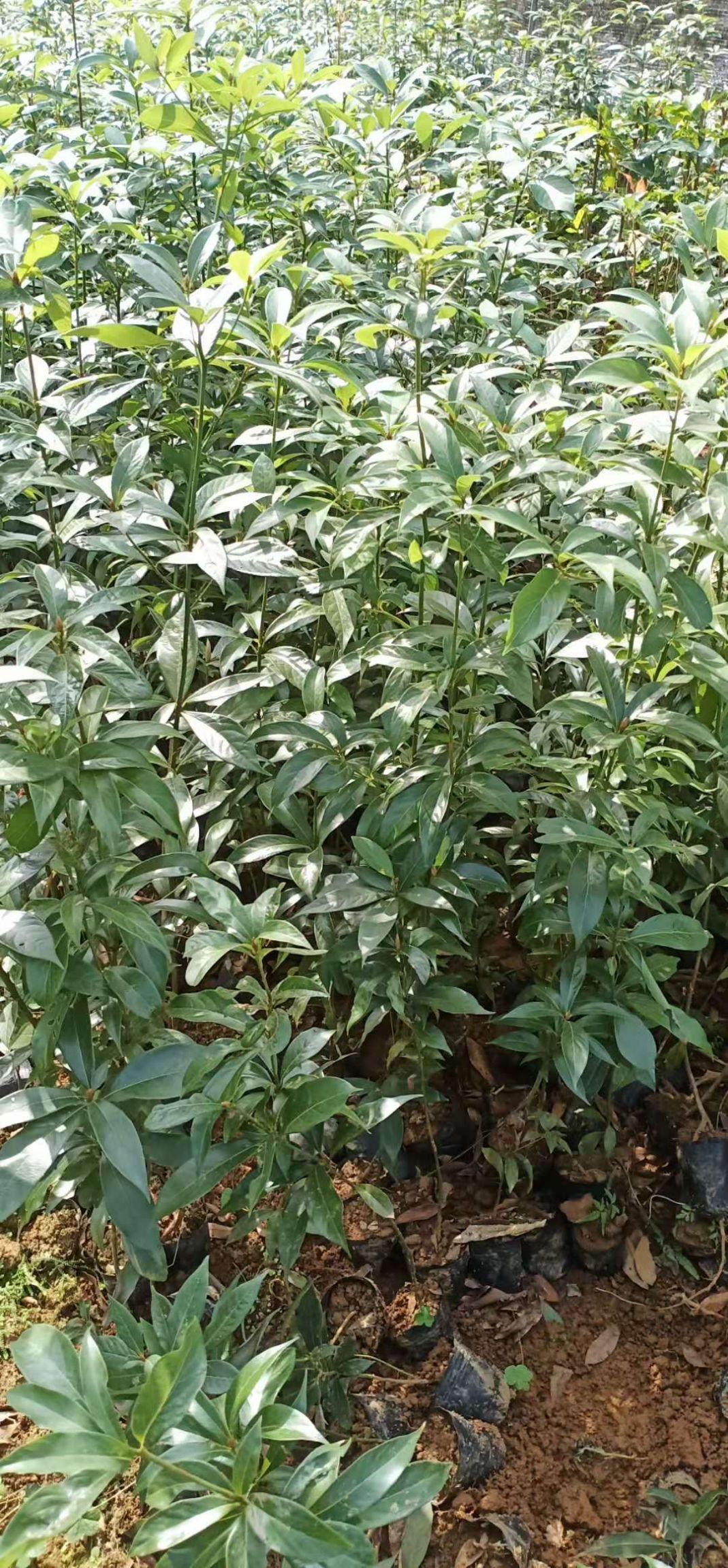 小叶桢楠  金丝楠木杯苗