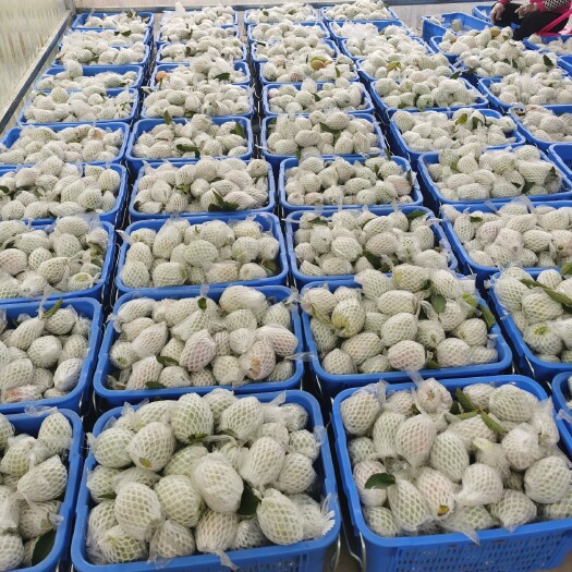 钦州番石榴（红心芭乐）