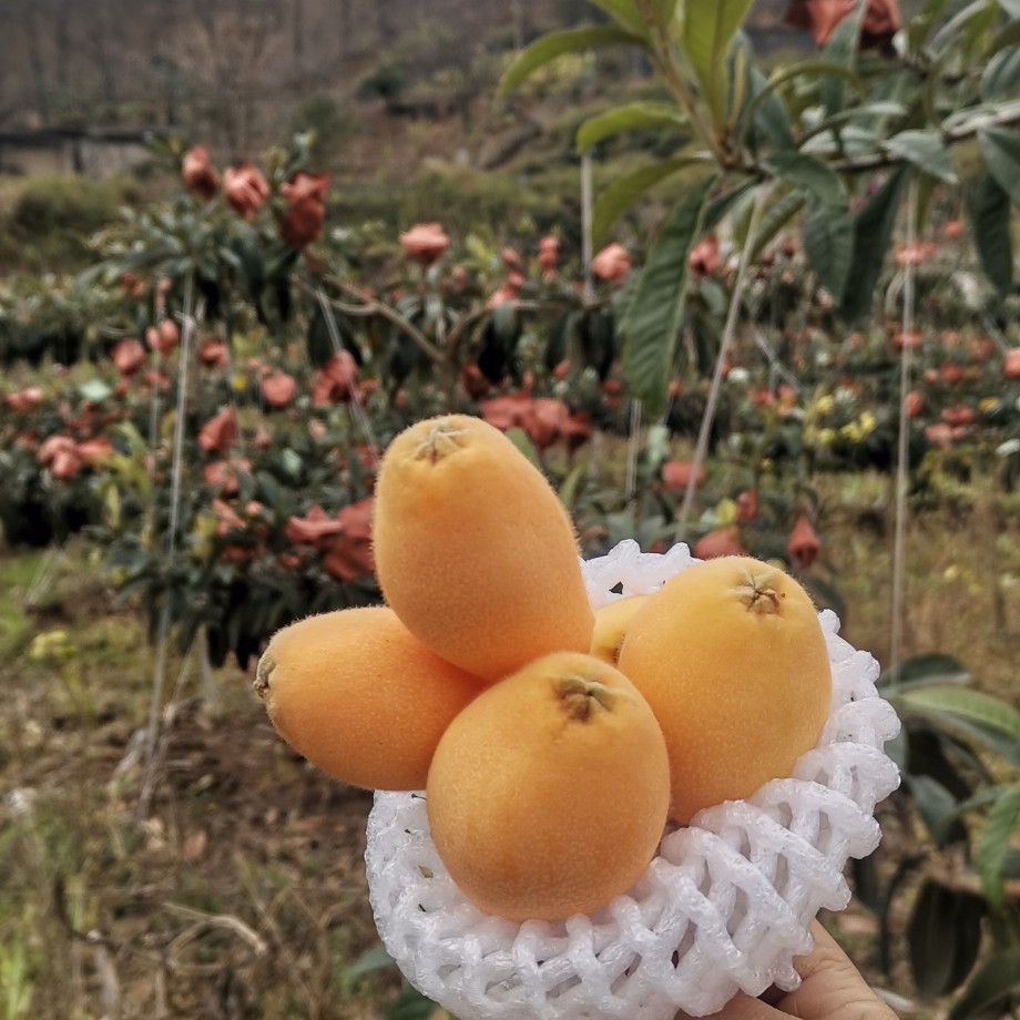 四川凉山德昌早中6号枇杷鲜果
