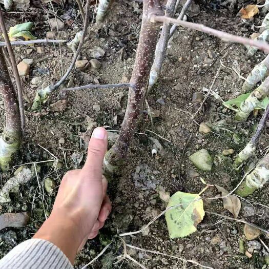 昭通 红富士苹果苗，品种保证，规格齐全提供三证一签