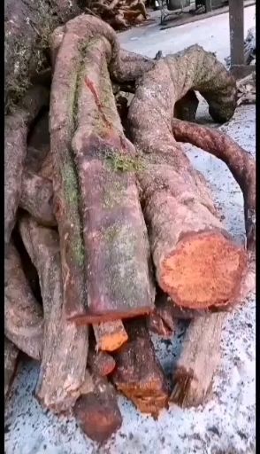 贵阳红藤 