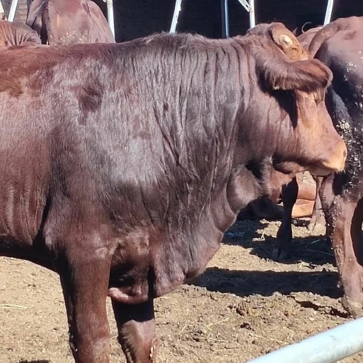  肉牛基地现售大小肉牛