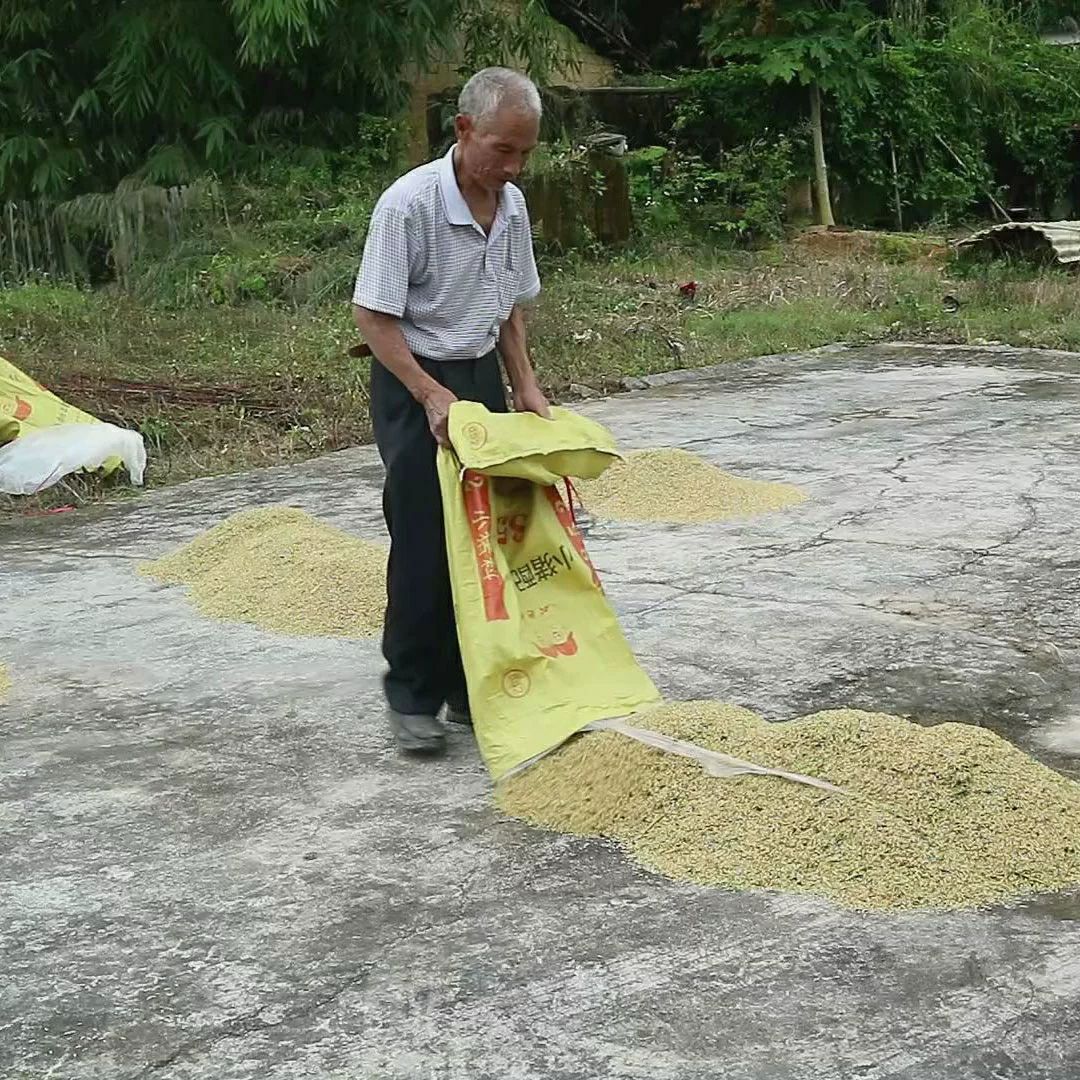 广东粤北地区农家晚稻丝苗米