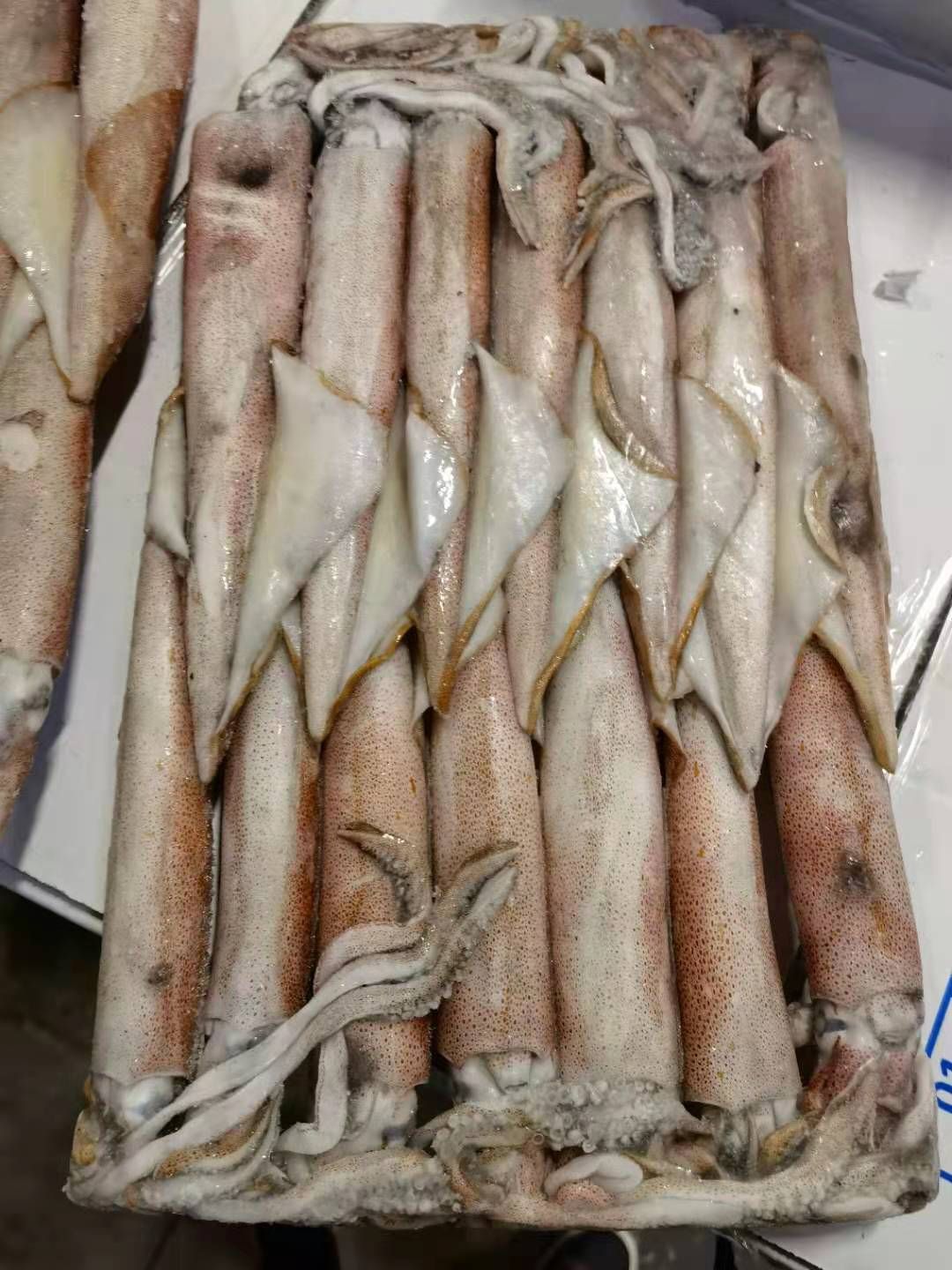 枪乌贼 地球牌印尼红鱿鱼 钓3  马尾发货 长期稳定供应 质量保证