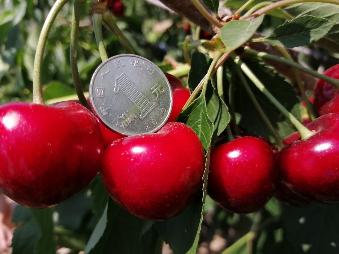 美早苗  吉塞拉矮化樱桃苗美早樱桃苗1-5公分美早树苗