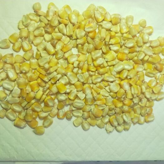 大连黄玉米粒 东北自家产的玉米，黄白两种新产的，味道，杂质少非饲料