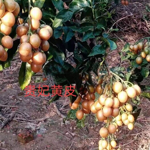灵山县贵妃黄皮果苗  新品种贵妃黄皮苗  嫁接苗  超级高产 种植当年挂果