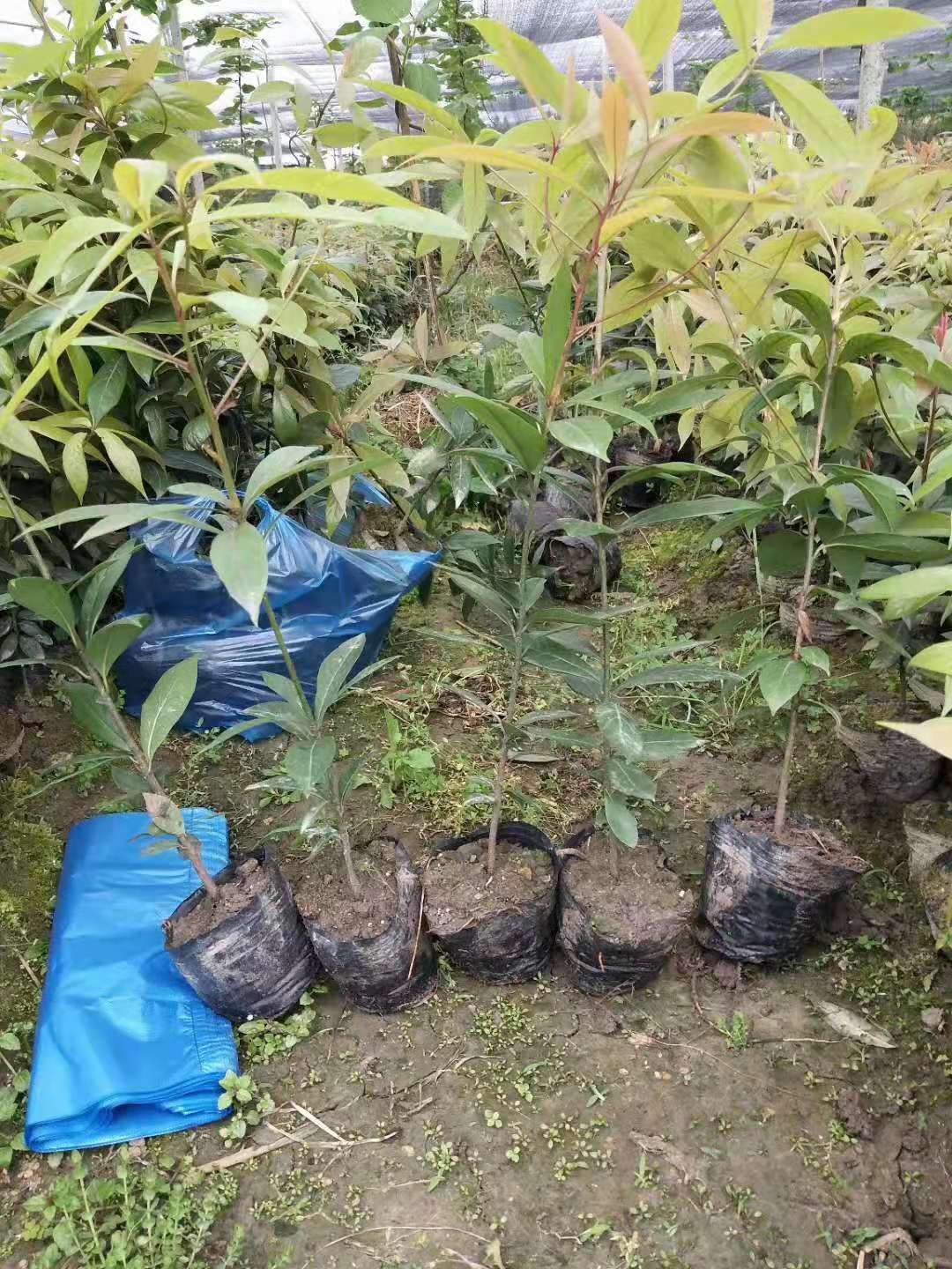 小叶桢楠  金丝楠木杯苗
