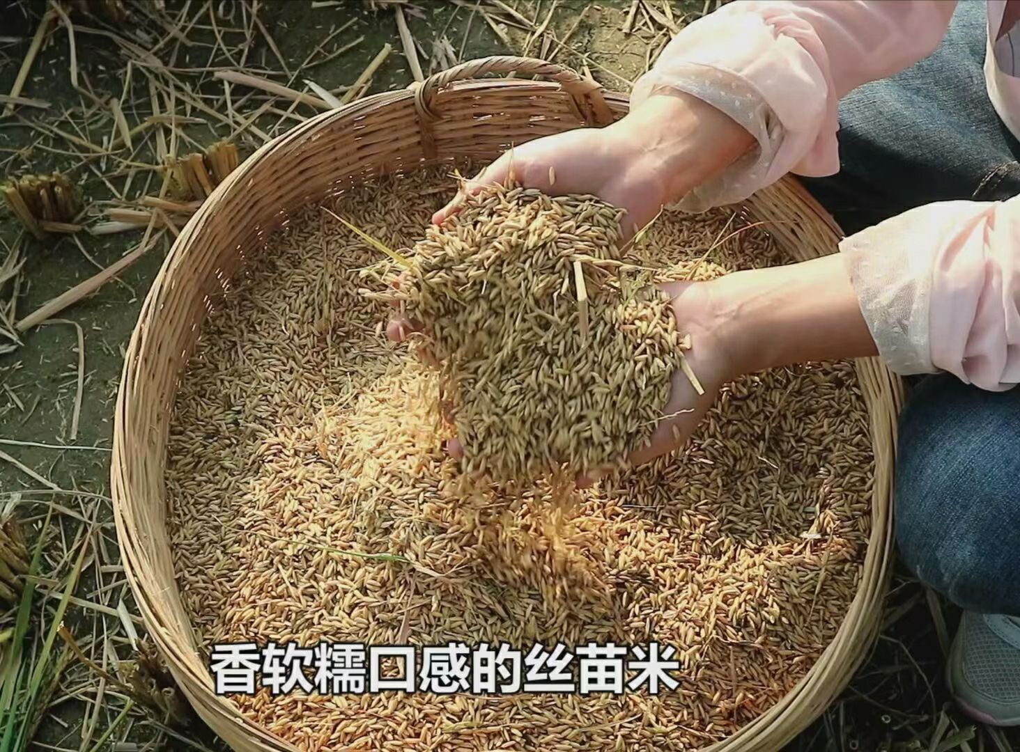 广东粤北地区农家晚稻丝苗米