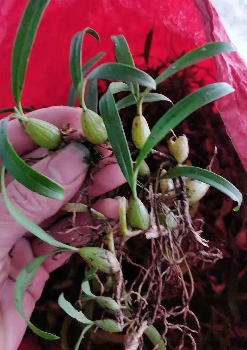 石橄榄  新鲜双叶小果     软叶小果