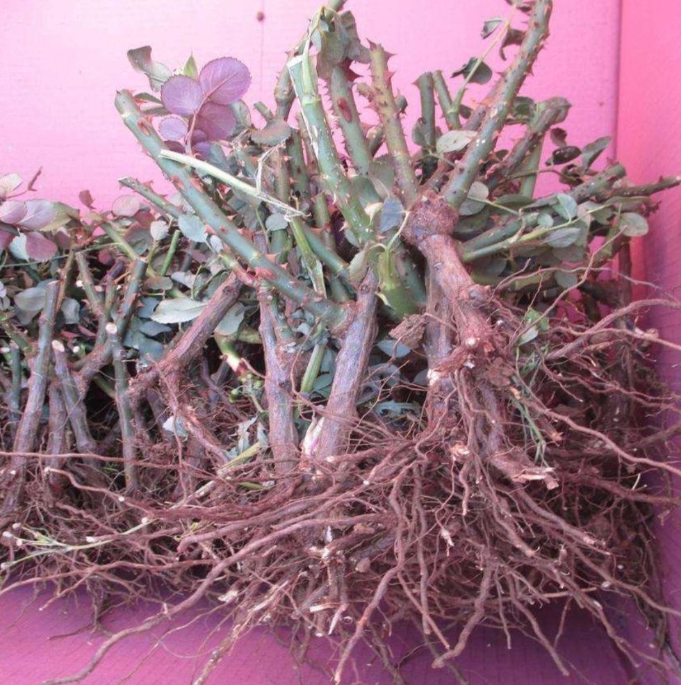 玫瑰花苗老桩四季开花绿化苗圃花卉盆栽月季蔷薇庭院大花 浓香