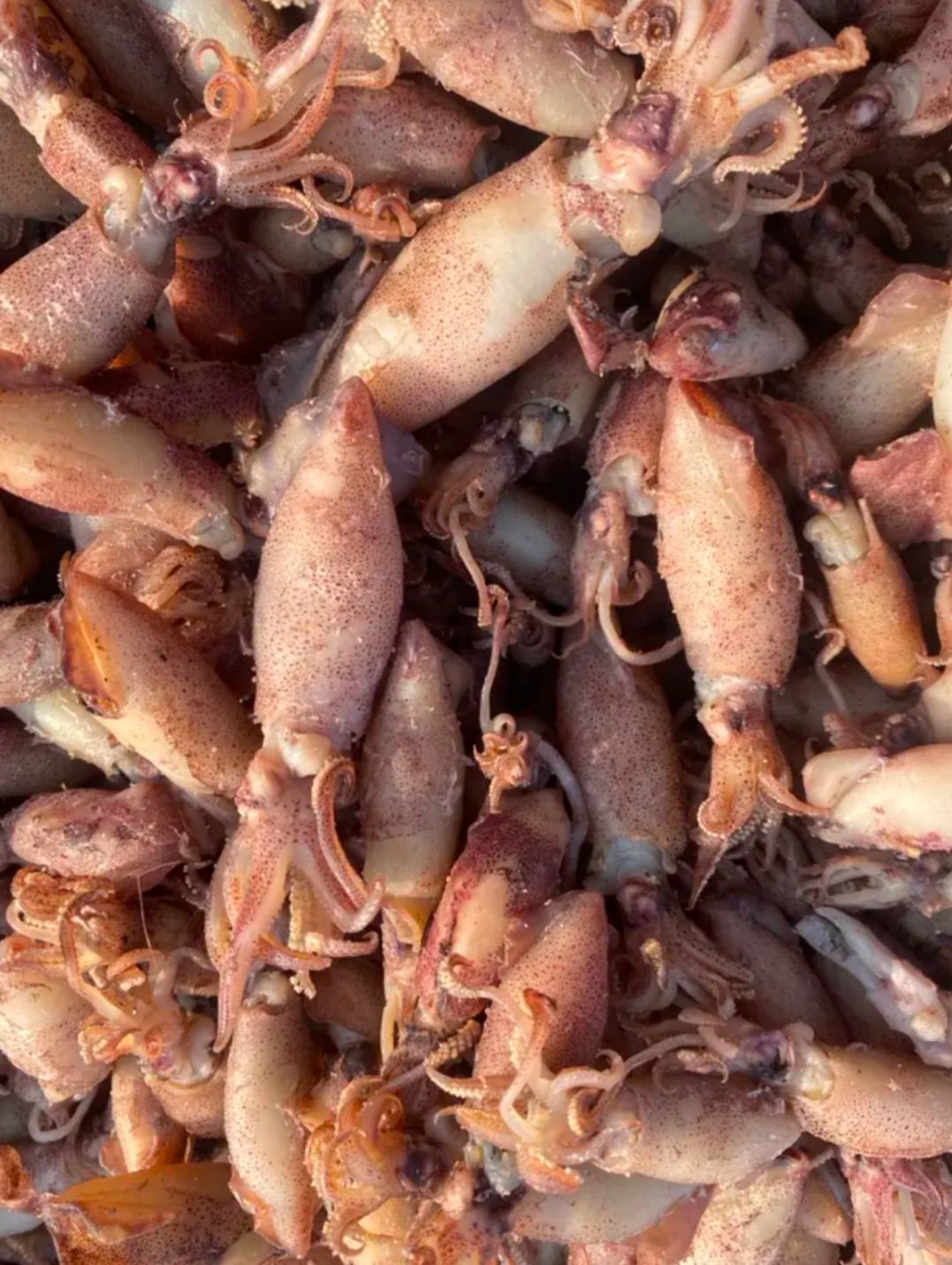 滨州海兔子，质量很好，大量现货，这个干煸辣炒都非常好！
