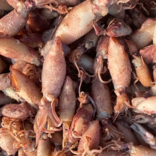 滨州海兔子，质量不错，大量现货，这个干煸辣炒都好吃，即食也是可以