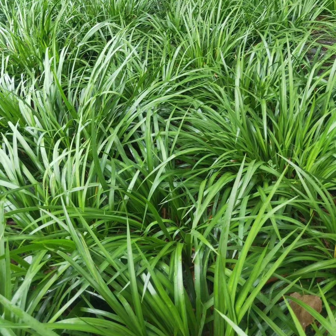 菖蒲 石菖蒲 石菖蒲苗