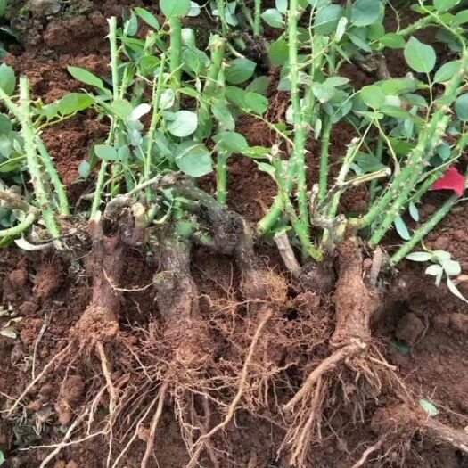 玫瑰花苗老桩四季开花绿化苗圃花卉盆栽月季蔷薇庭院大花 浓香