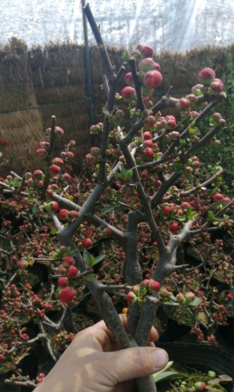 长寿果海棠盆栽  长寿冠海堂盆栽苗带花苞发货 当年开花   包邮