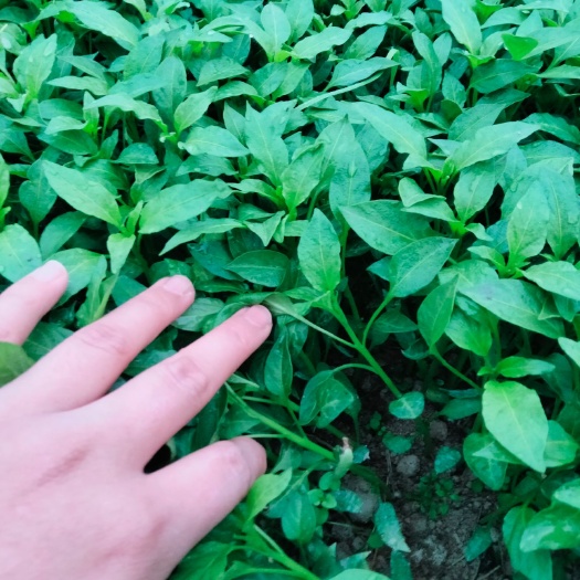 高辣819苗 8～10片真叶