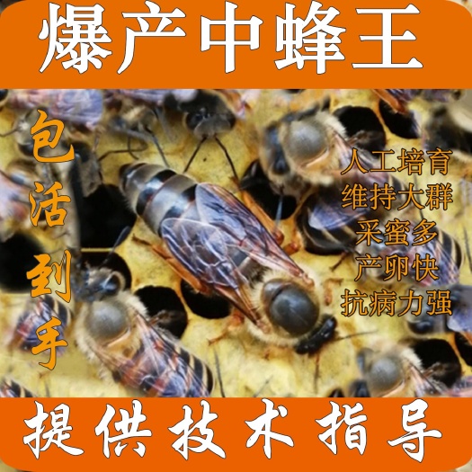 安溪县中华蜜蜂  福建高山海拔1000米本地蜂王，开产王新王