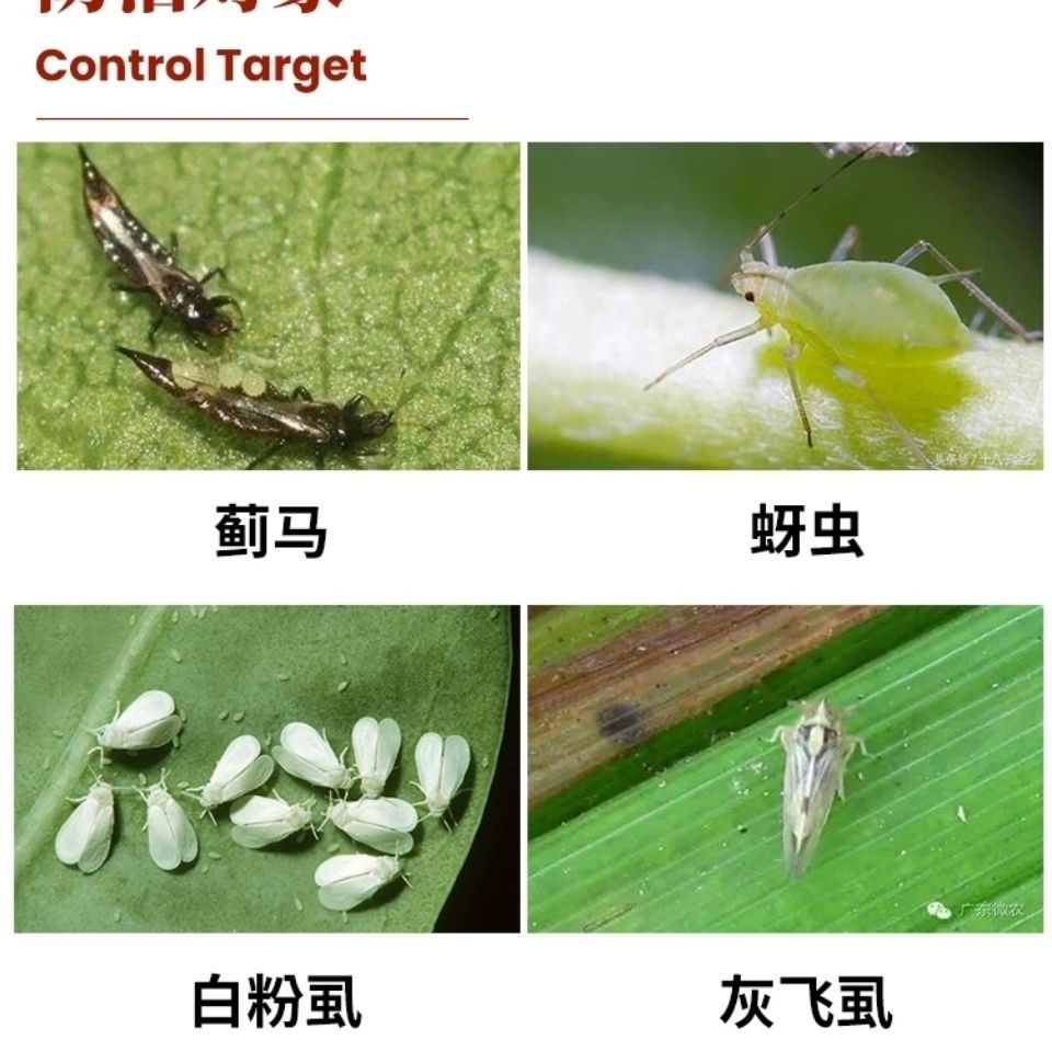 星牌闪甲4%阿维啶虫脒 果树蔬菜黄瓜蚜虫蓟马飞虱粉虱叶蝉